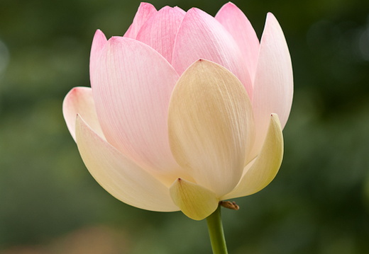 Indische Lotusblüte