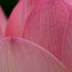 Indische Lotusblüte